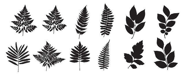 Fern Set. Green Planet. Leaf Collection. Set of Branches, Herbs Flat. Black and White Plants. Vector Silhouette Illustration. Garden Leaves. Tropical Leaves. Bracken Branch Shape. Jungle Flora Collection on White Background.