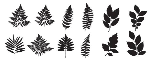 Fern Set. Green Planet. Leaf Collection. Set of Branches, Herbs Flat. Black and White Plants. Vector Silhouette Illustration. Garden Leaves. Tropical Leaves. Bracken Branch Shape. Jungle Flora Collection on White Background. Fern Set. Green Planet. Leaf Collection. Set of Branches, Herbs Flat. Black and White Plants. Vector Silhouette Illustration. Garden Leaves. Tropical Leaves. Bracken Branch Shape. Jungle Flora Collection on White Background. fern stock illustrations