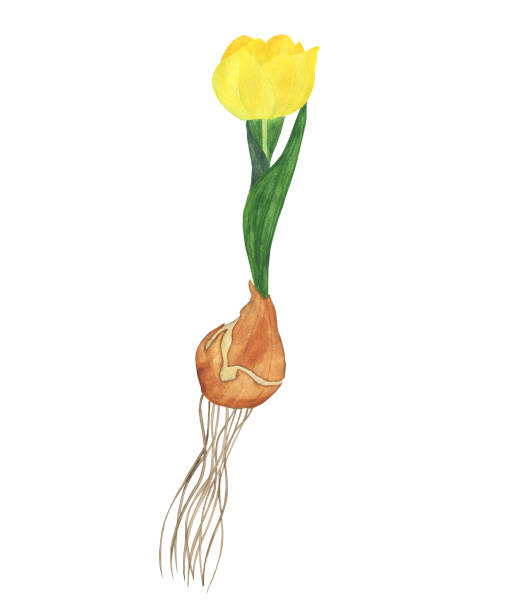 gelbe tulpenblüte mit zwiebel und wurzel isoliert auf weißem hintergrund. aquarell handzeichnung illustration. perfekt für druck, gartengestaltung, karte. - tulpenzwiebel stock-grafiken, -clipart, -cartoons und -symbole