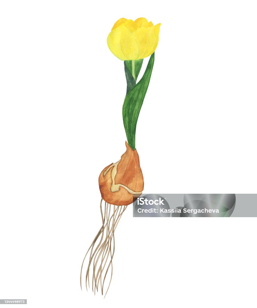 Fleur De Tulipe Jaune Avec Bulbe Et Racine Isolés Sur Fond Blanc  Illustration De Dessin À La Main À Laquarelle Parfait Pour Limpression La  Conception De Jardin La Carte Vecteurs libres de