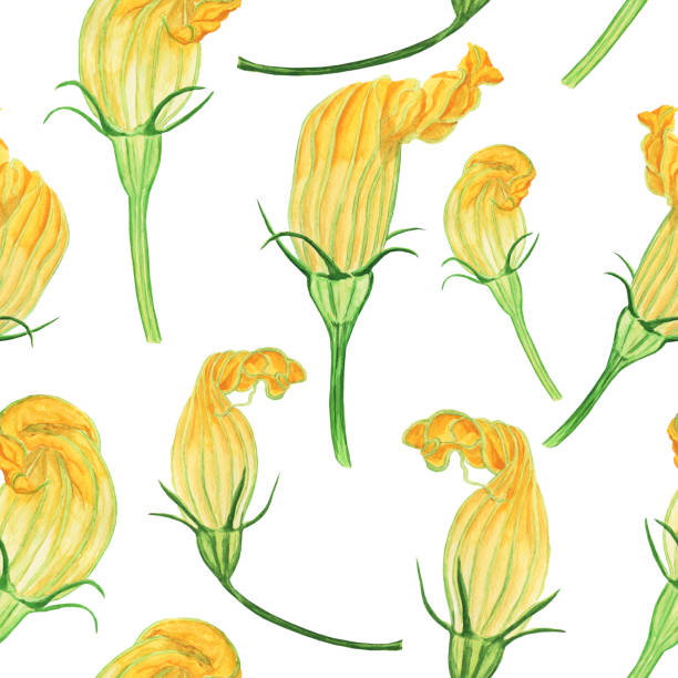 illustrazioni stock, clip art, cartoni animati e icone di tendenza di fiore giallo di zucchine o zucca in motivo senza cuciture su sfondo bianco. illustrazione di disegno a mano ad acquerello. - squash blossom