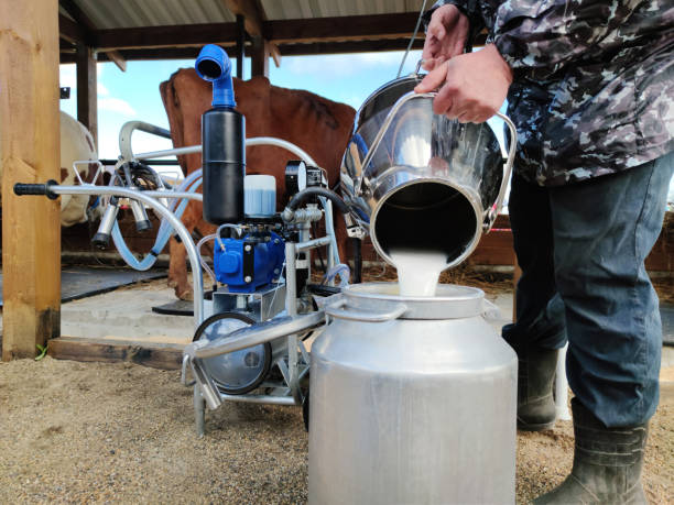 male milkman pours fresh milk from a cow with the help of an automated device for milking cows. concept of dairy production and environmental products. A male milkman pours fresh milk from a cow with the help of an automated device for milking cows. concept of dairy production and environmental products. milking unit stock pictures, royalty-free photos & images