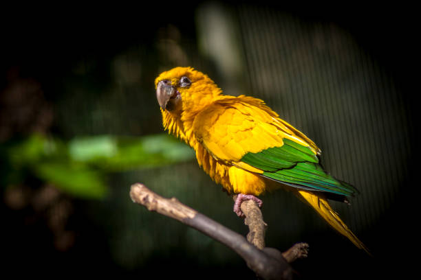 istock Ararajuba (Guaruba guarouba) or golden parakeet on a tree branch 1344499994