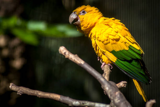 istock Ararajuba (Guaruba guarouba) or golden parakeet on a tree branch 1344499995