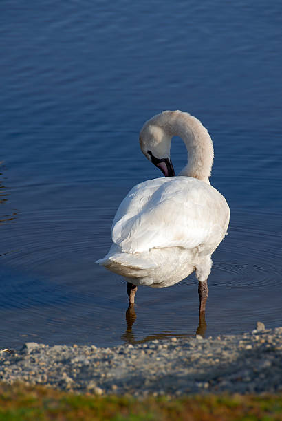 A swan posing on the beach stock photo