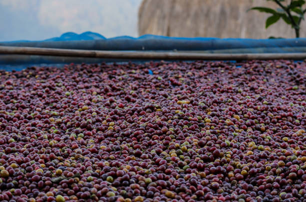 istock Dried coffee cherries, Coffee plantations on the mountains. 1344507168