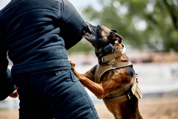 Trained Police Dog attacking a suspect