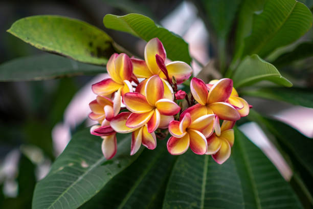 istock Beautiful frangipani flowers 1344512025