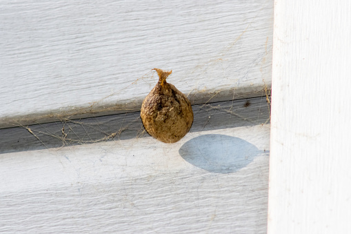 Large spider egg sack on wall