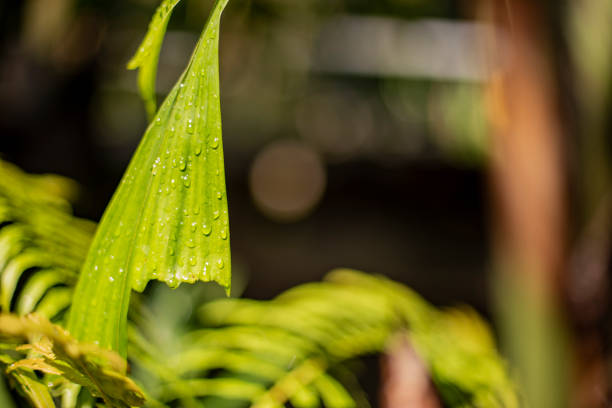 deja caer agua sobre la hoja verde. - water rainforest frond tropical climate fotografías e imágenes de stock
