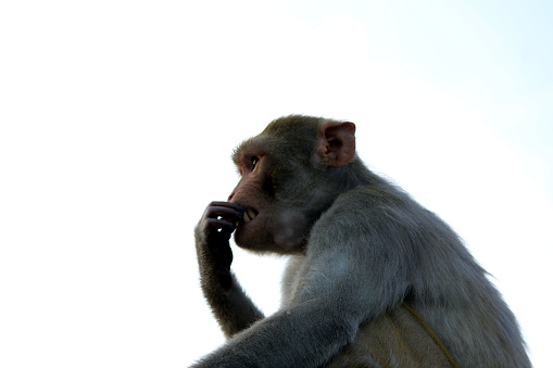 Contemplative Monkey Free Stock Photo of Profile view of a contemplative monkey against the ...