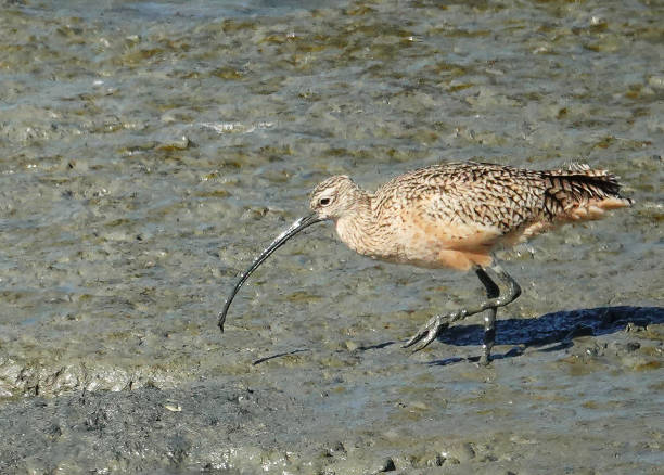 Long-billed Curlew At low tide the curlew will put it's beak deep in the mud looking for food. The silhouette of the Long-billed Curlew is unmistakable, whether in a shortgrass prairie or in a tidal mudflat, these birds stand out. numenius americanus stock pictures, royalty-free photos & images