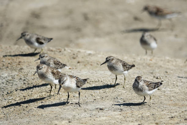 istock Group of Least Sandpipers 1344518140