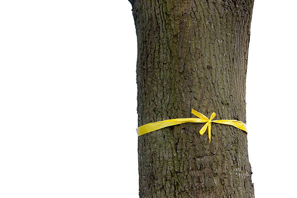 istock Tie a Yellow Ribbon Round the Old Oak Tree 134452067