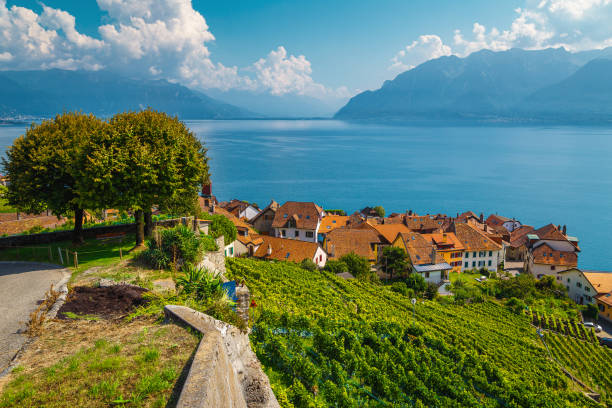 Vineyards and Rivaz village on the shore of lake Geneve Amazing view from the hill with terraced vineyards and Rivaz village on the shore of the Geneva lake. Agricultural and nature landscape, Canton of Vaud, Switzerland, Europe geneva switzerland stock pictures, royalty-free photos & images