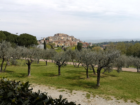 Olive trees at Chianciano terme, an old town in the province of Siena, Tuscany.