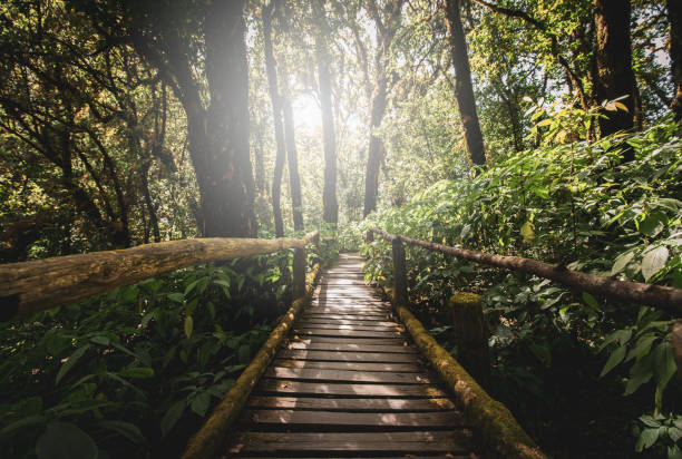 istock Wooden bridge in tropical rainforest. 1344523046
