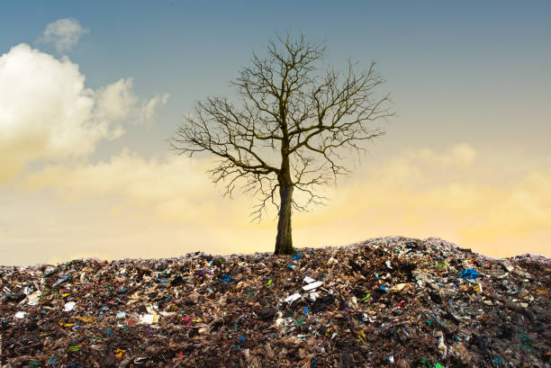 мертвое дерево в форме qrcore в мусорной куче. - resume garbage heap rejection стоковые фото и изображения