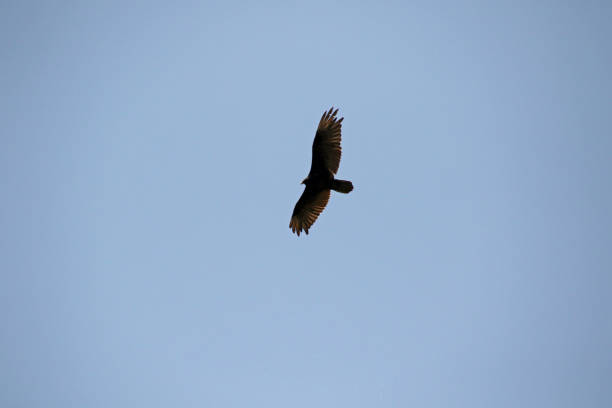 istock A turkey vulture flying