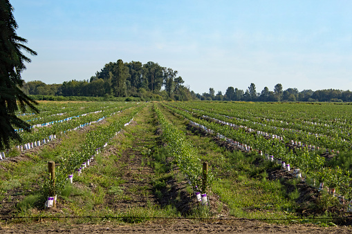 Heath landscape in the nature reserve