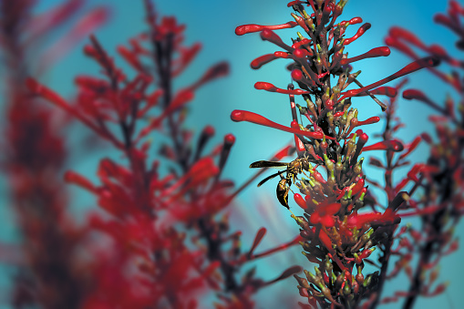Wasp sips nectar from red Cardinal Plant blooms, Macro