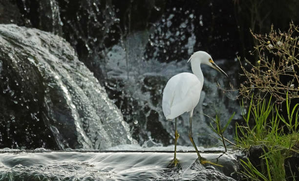 istock Snowy Egret hunting by waterfall 1344524090