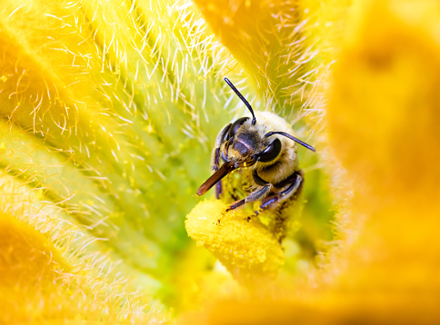 Honey Bee covered in pollen looking for nectar inside a squash flower