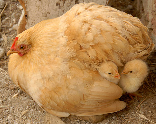 istock What breed the already out again 134452778