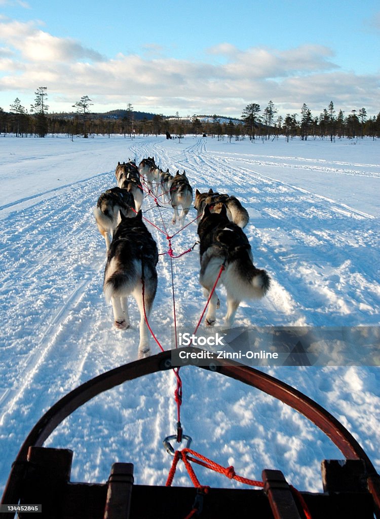 Dogsledding in Sweden Excursion with huskies in Arvidsjaur, Sweden Dogsledding Stock Photo