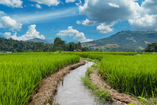 istock Terraced Paddy Field in Chaing mai Province , Thailand 1344528507