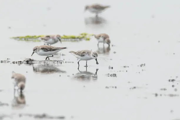 The critically endangered Spoon-billed Sandpiper (Calidris pygmeus) foraging among Red-necked Stints (C. ruficollis)