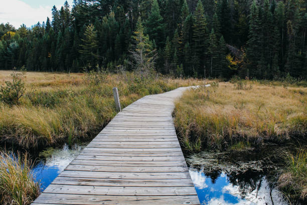 istock Fall in canadian national park 1344530366