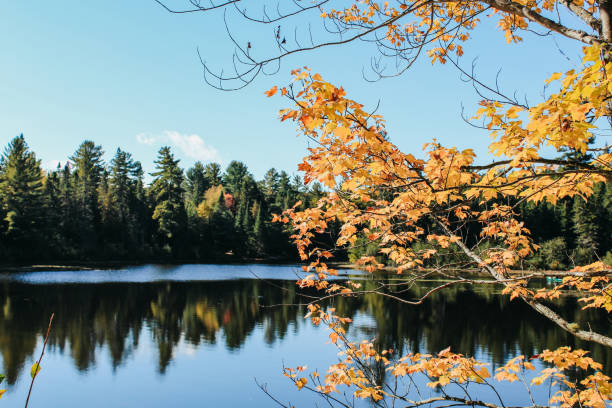 istock Fall in canadian national park 1344530470