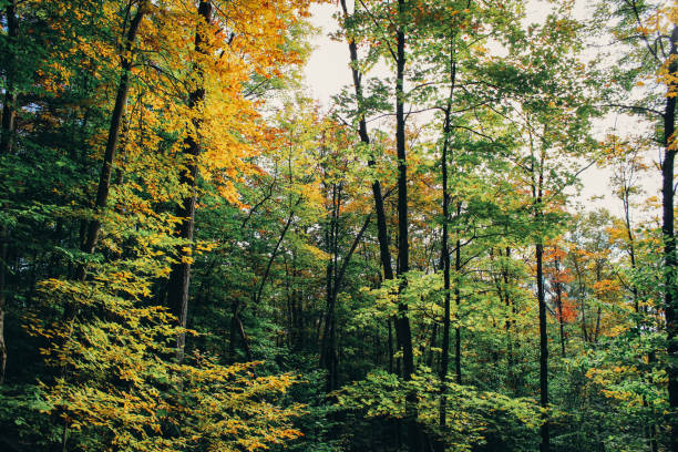 istock Fall in canadian national park 1344530574
