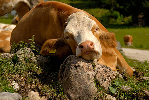 Cow resting head on rock in field stock photo