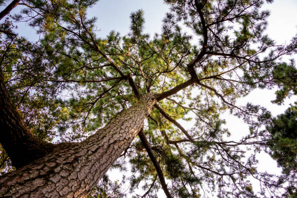 A pine tree that spreads its branches toward the sky