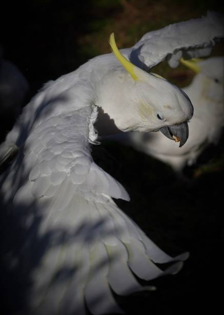 Cockatoo flying away with an Almond in its Beak Sydney, New South Wales, Australia, August 30, 2021. black parrot stock pictures, royalty-free photos & images