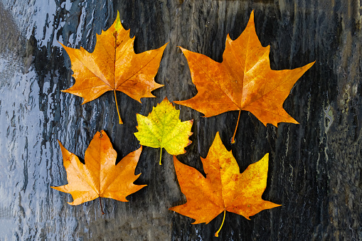 tree leaf, with autumn color, fallen on a slate wet by rainwater in Madrid