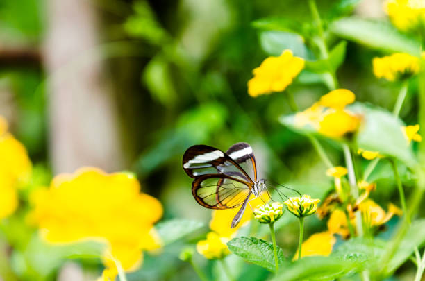 glass or mirrored butterfly, transparent) (greta oto), lepidopteron - lepidopteron imagens e fotografias de stock