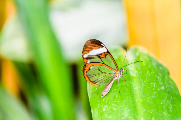 mariposa de vidrio o espejada, transparente) (greta oto), lepidopteron - lepidopteron fotografías e imágenes de stock