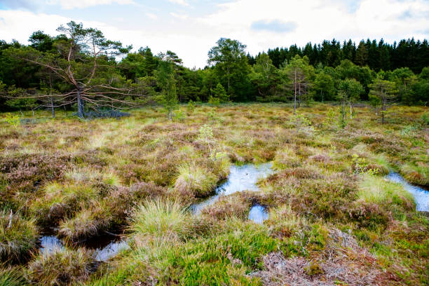 schwarzes moor naturlandschaft schwarzes moor in deutschland, bayern und hessen genannt. - moor stock-fotos und bilder