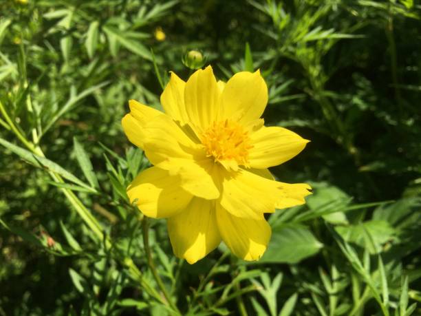 istock yellow flowers in the garden 1344535284