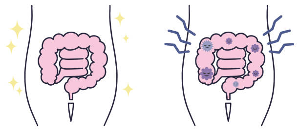 腸活動腸の簡単なイラスト - probiotics点のイラスト素材／クリップアート素材／マンガ素材／アイコン素材