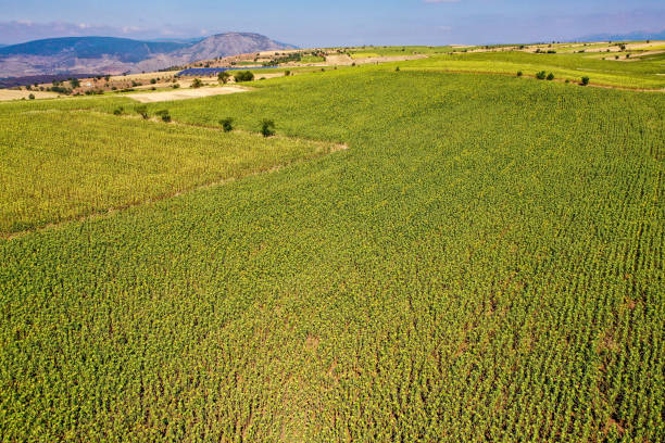 istock Aerial view of cropland with by drone 1344537224