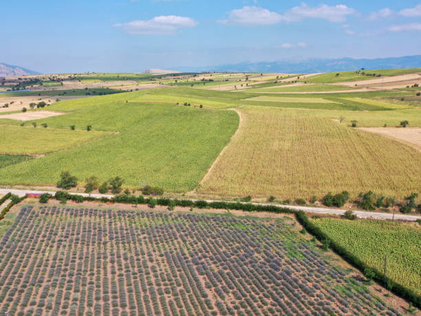 istock Endless lavender field in Provence with by drone 1344537320