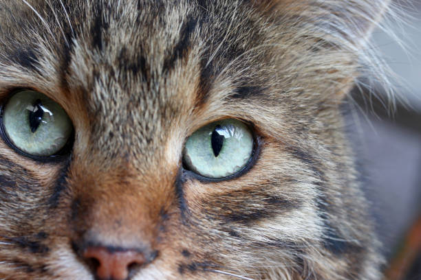 istock close-up portrait of a cat 1344540043