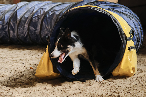 Velocidad y agilidad, deportes con mascota. Competiciones de agilidad. El perro border collie negro y rojo con bronceado se queda rápidamente sin túnel y la arena vuela desde debajo de sus patas. photo