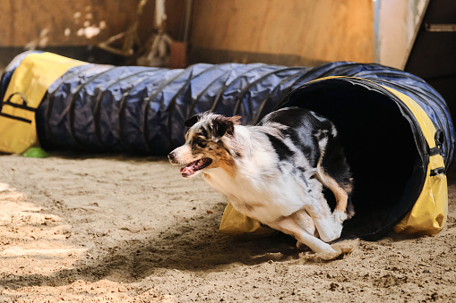 Velocidad y agilidad, deportes con aussie. Competiciones de agilidad. Perro de raza pastor australiano de color mármol azul se queda sin túnel y la arena vuela desde debajo de las patas. photo