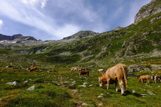 istock many cows standing on a green meadow with many rocks 1344540456