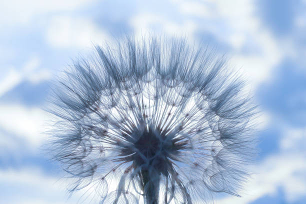 istock Blue dandelion flower background, closeup with soft focus. Fragility. Desktop computer background. Dandelion flower with seeds ball close up in blue background, horizontal view. Silhouette flower 1344541861